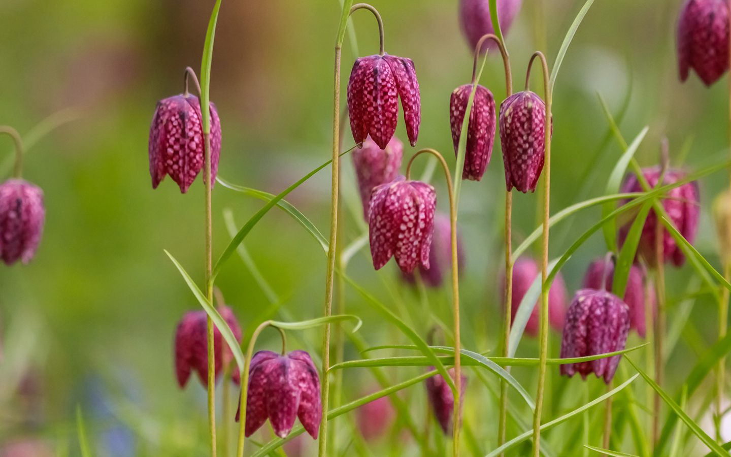Fritilaires