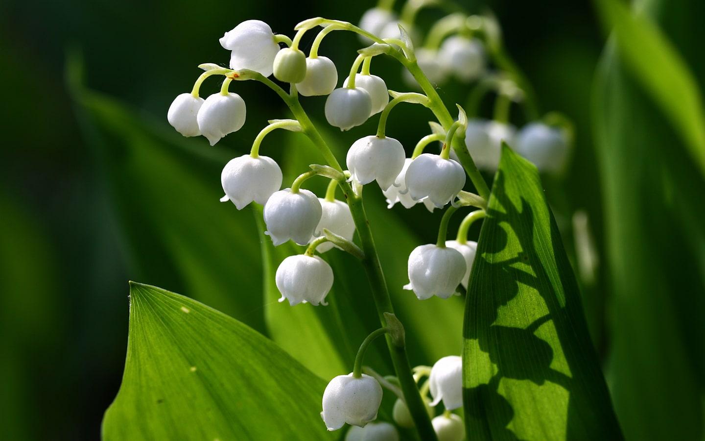 Muguet