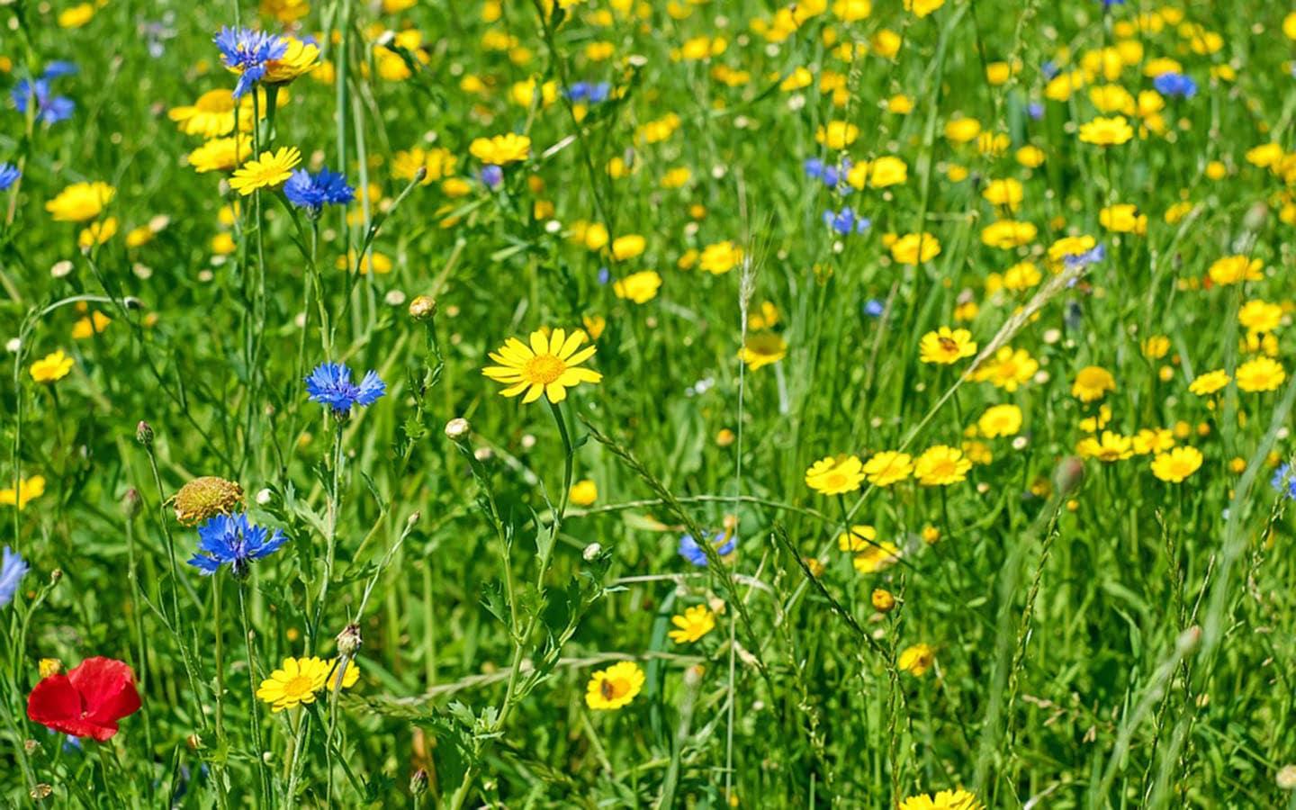 Des fleurs dans un champs