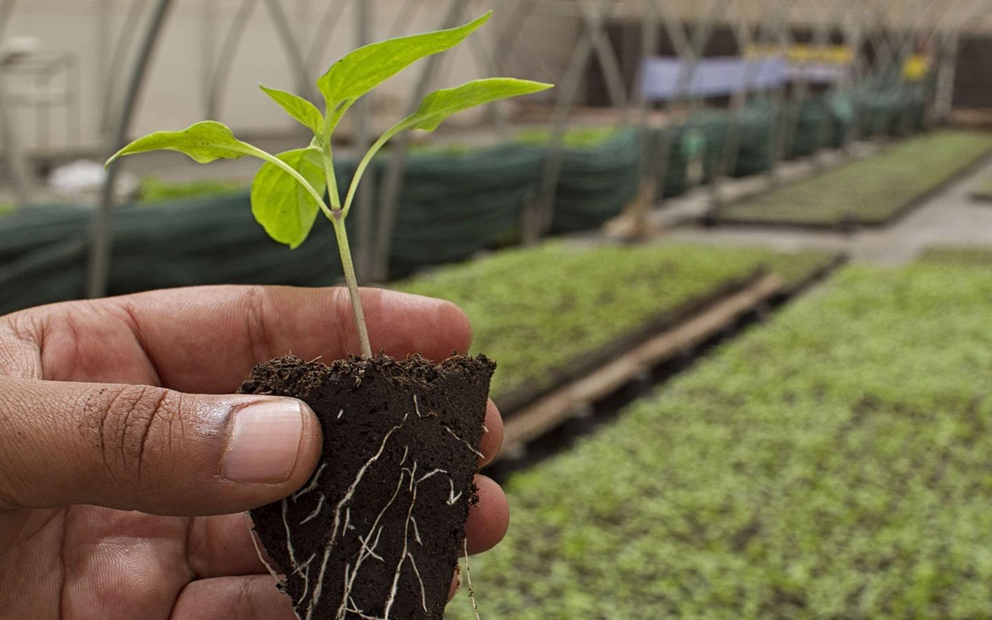 Agriculture biologique