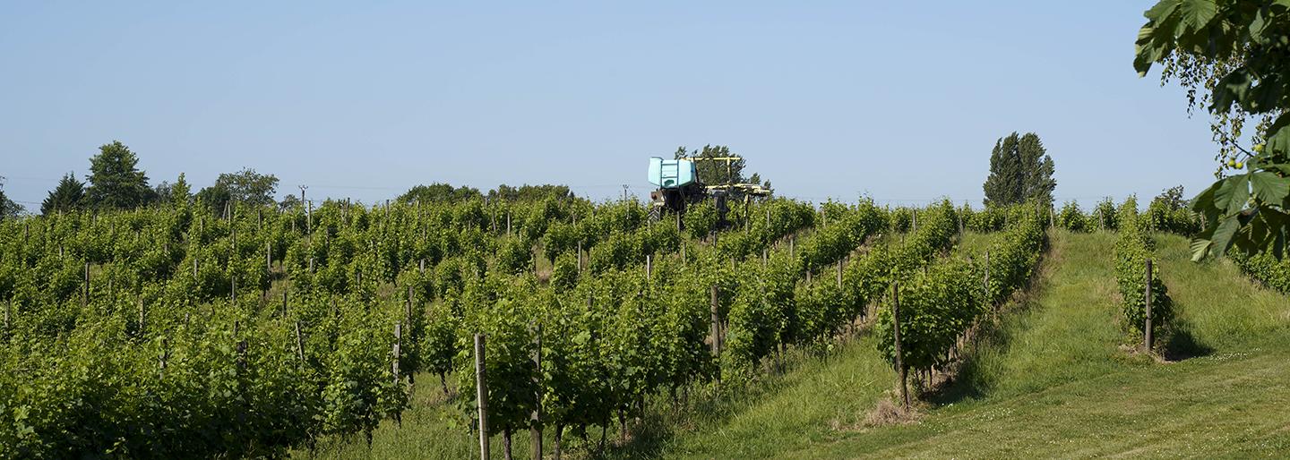 Vignes Sauve-Majeure