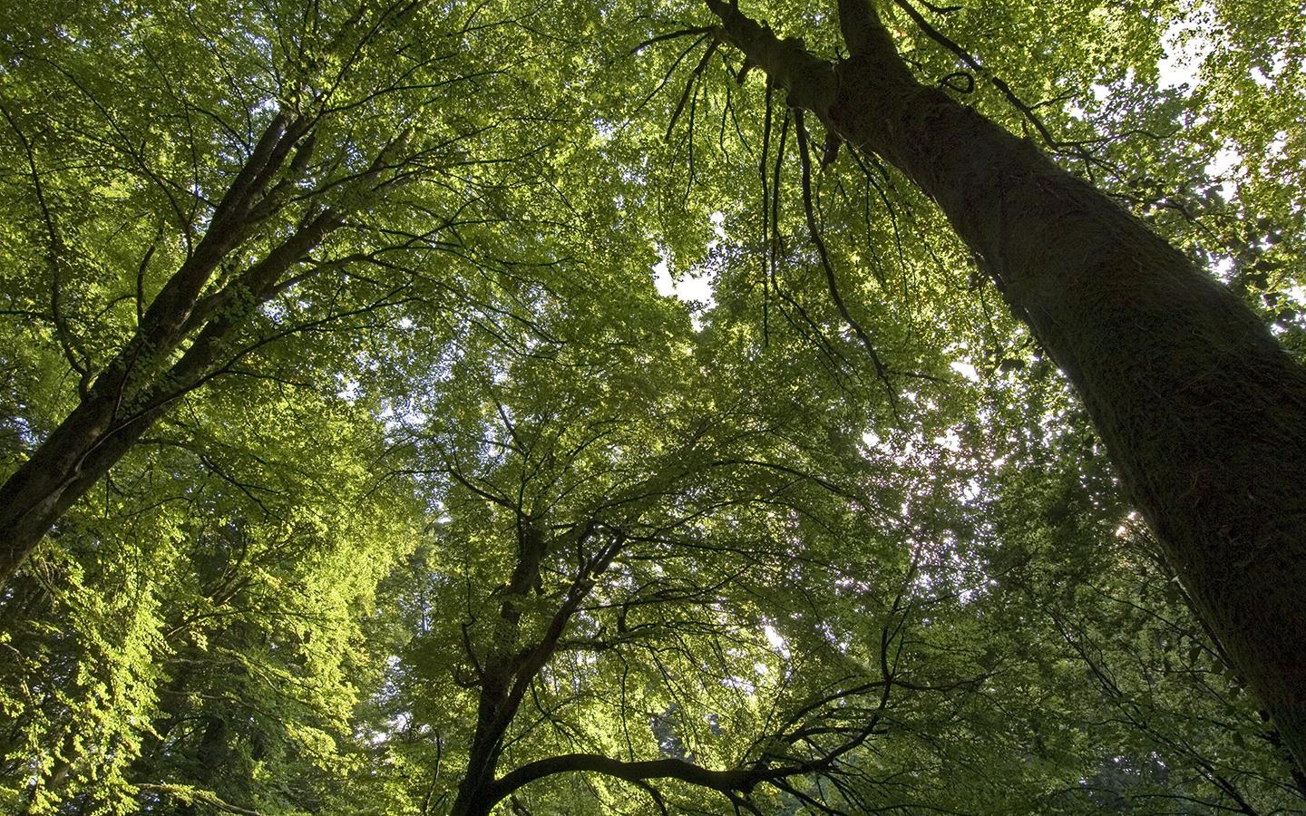 Forêt Chabrière creuse