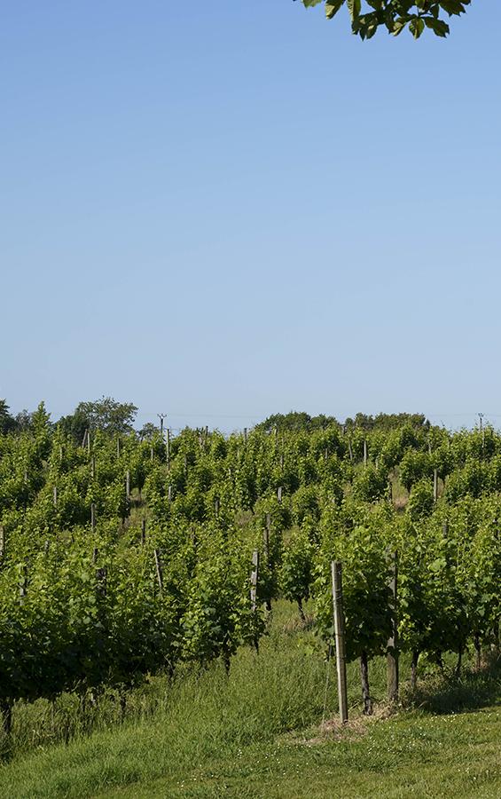 Vignes Sauve-Majeure